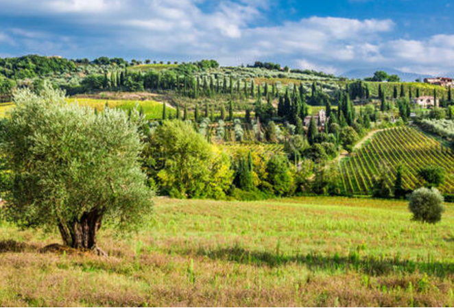 義大利五大葡萄酒產區 西西里島榜上有名，托斯卡納景美酒美