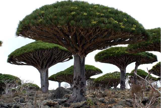 世界十大奇怪的樹 不可思議的奇葩植物，你見過嗎