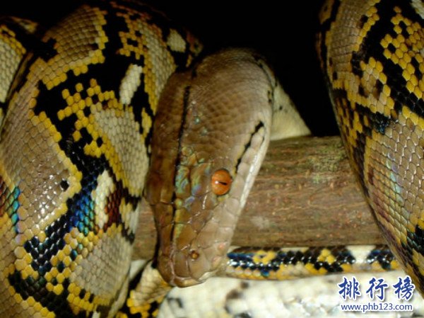 世界上最長的蟒蛇,網紋蟒（絞殺大型動物）