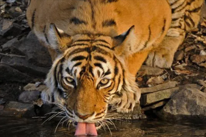 十大最強的老虎排名，老虎女王上榜，第二是食人虎