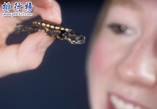 世界上最小的烏龜：羅蒂島蛇頸龜僅有硬幣大小(體長2厘米)
