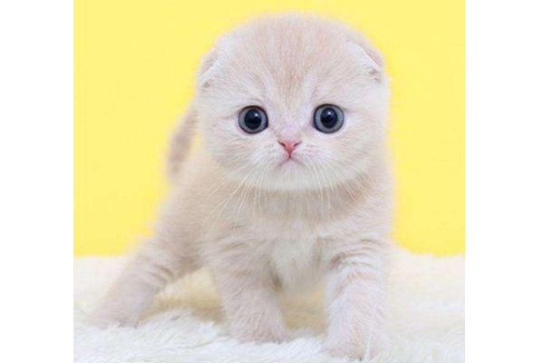 世界十大最漂亮的貓 優雅還是可愛，你喜歡哪種