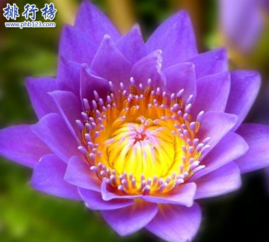 世界十大最稀有的花：泰坦魔芋發屍臭,最後一種全球罕見