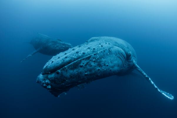 十大深海巨獸排行榜