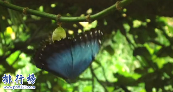 世界上最大的蝴蝶：傳說中的藍默蝶竟是最大的蝴蝶
