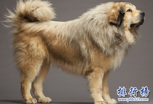 世界十大猛犬，藏獒僅第六，第一不知疼痛！