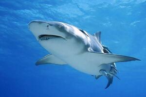 世界上最大鯊魚排行榜,巨齒鯊碾壓大白鯊(20.8米/70噸)