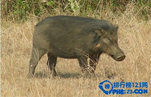 世界上十種最具特色的豬  最大的豬重達1800斤