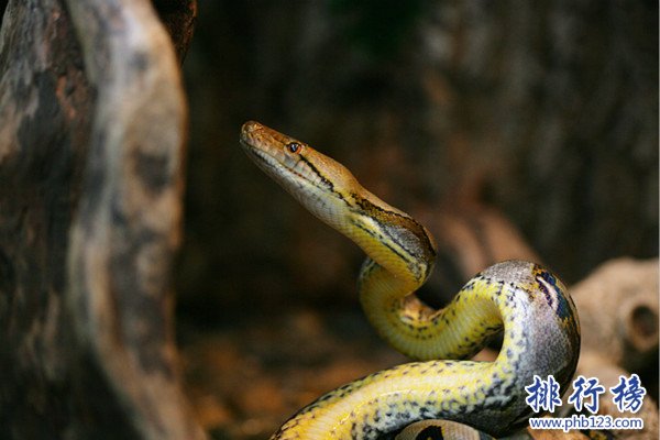 世界上最長的蟒蛇,網紋蟒（絞殺大型動物）