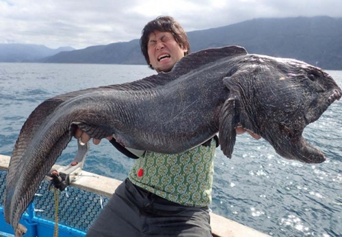 去年9月，日本一名男子在社交網路上稱，他在北海道附近海域捕獲了一條巨型“怪魚”，其頭部大得驚人，看起來全長可達2米，且面目猙獰形同“海怪”。圖片一出，便引來大批網友圍觀轉載。