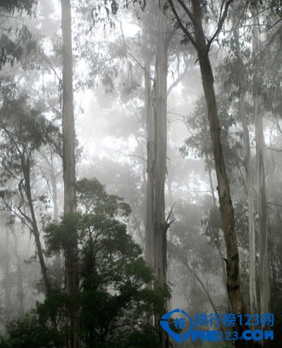 世界上最高的樹：澳洲156米杏仁桉樹