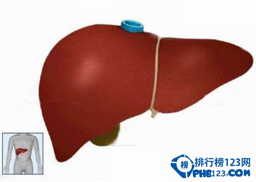 肝臟為什麼是人體最大的解毒器官