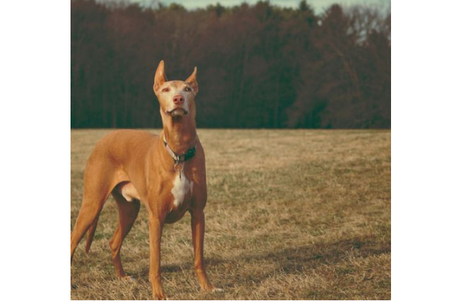世界十大最貴的狗 羅秦犬排第一，價值4.8萬元
