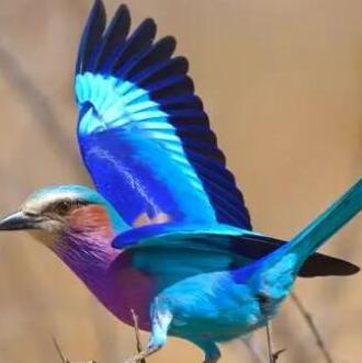 紫胸三寶鳥