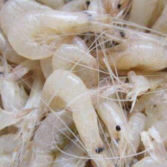 巢湖白米蝦