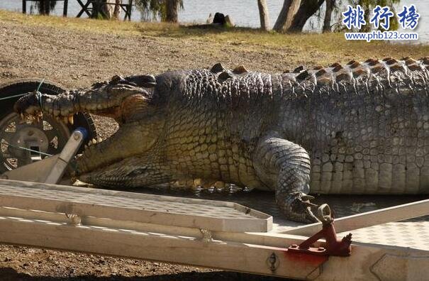 世界上最大的鱷魚Cassius