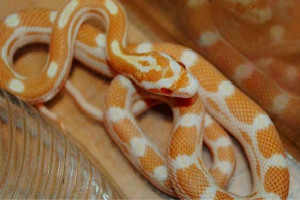世界上十大最美的蛇,玉米錦蛇的觀賞性很高(漂亮的寵物蛇）
