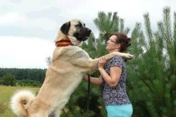 世界大型犬排名，馬士提夫犬高76.2厘米（相當於10歲孩童身高）