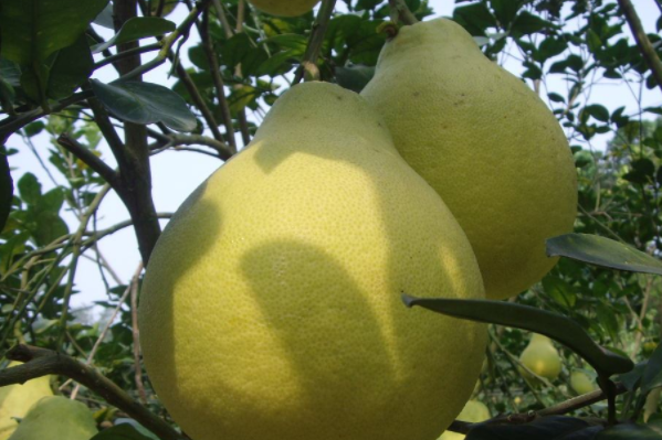 中國柚子十大品種