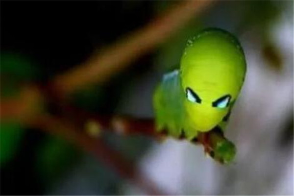世界十大奇特的昆蟲 葉蟲好像有變身的能力，第四像外星人