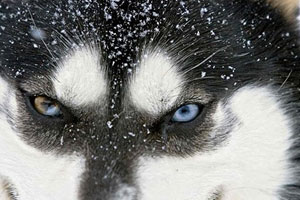世界上最兇殘的狼：極地狼