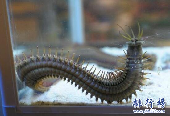 世界上最噁心的動物：蛀船蟲，長達3米的巨型毛蟲