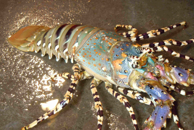 全球最頂級5大海鮮 第一名為藍龍蝦，市場售價高達百萬元