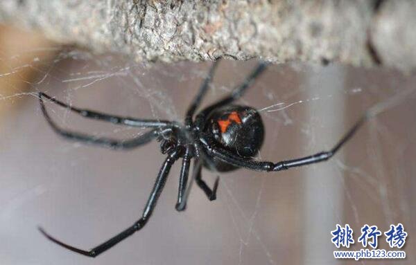 世界上十大最毒的蜘蛛排名 巴西遊走蛛可使男人終生陽痿