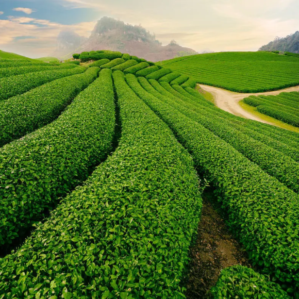 中國6大茶山排行榜