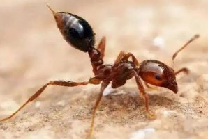 世界上最強的十大螞蟻，火紅蟻曾入侵美國，第四可當寵物養