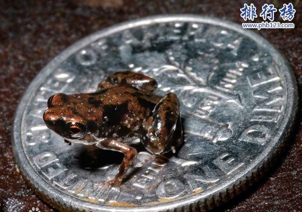 世界上最小的青蛙;沒有一美分硬幣大