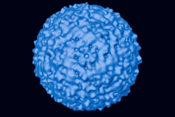 人類史上十大最危險的病毒 西尼羅河病毒