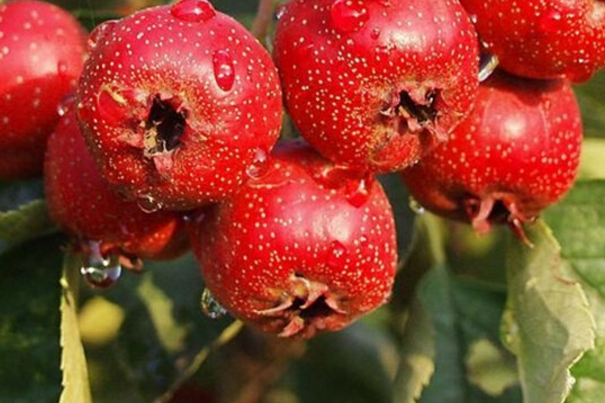 十大經典排毒養顏水果 教你吃出健康紅潤好肌膚