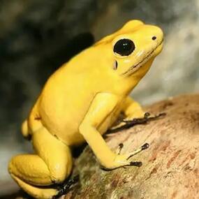 黃金箭毒蛙