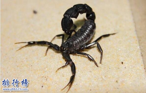 世界上最毒的蠍子:巴勒斯坦毒蠍,中東殺人狂魔(蟄一下致命)
