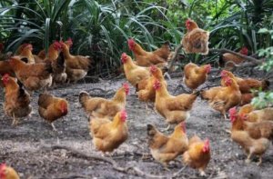 中國十大名雞品種排行 德化黑雞上榜，第一產自海南省