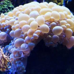 氣泡珊瑚