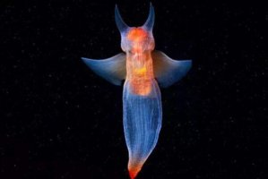 海洋中十大最漂亮的動物，蝴蝶魚上榜，第一有著冰海精靈的美稱