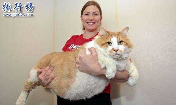 世界上最大的貓排行榜