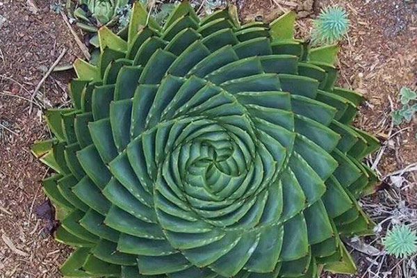十大最美幾何植物