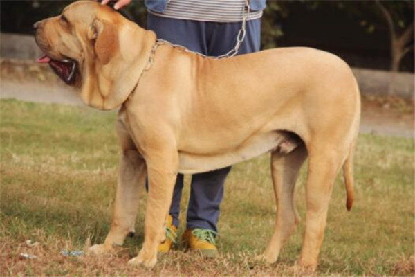 世界十大凶犬最新排名 第七被稱為殺人犬，建議最好別養