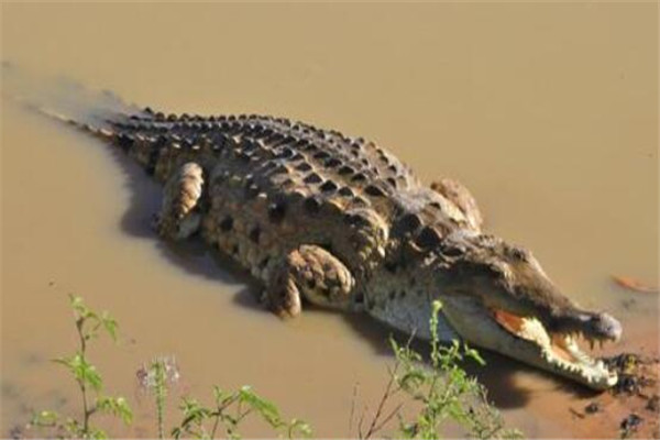 世界十大鱷魚 恆河鱷喜歡攻擊人類，你認識哪幾個