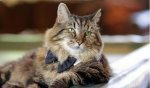世界上最長壽的貓，長毛虎斑貓Corduroy26歲（相當於123歲）
