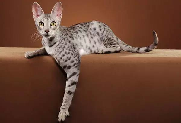 世界最貴的貓排行榜,阿什拉豹貓61萬折耳貓英短最便宜