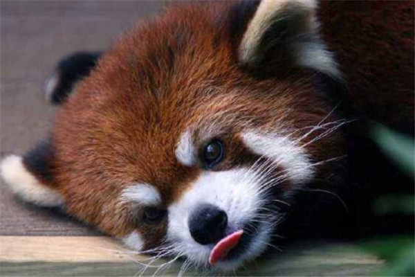 世界十大可愛生物 小熊貓上榜，海獺眼睛小到像沒睡醒