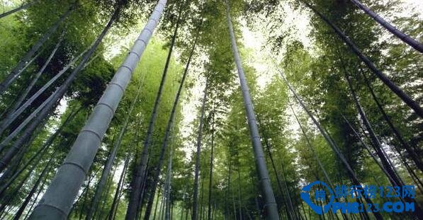 世界上最大的竹子 西雙版納巨龍竹(直徑長達30多米)