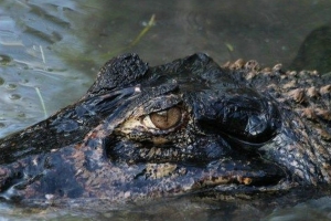 亞馬遜河流中最可怕的十大動物排行榜