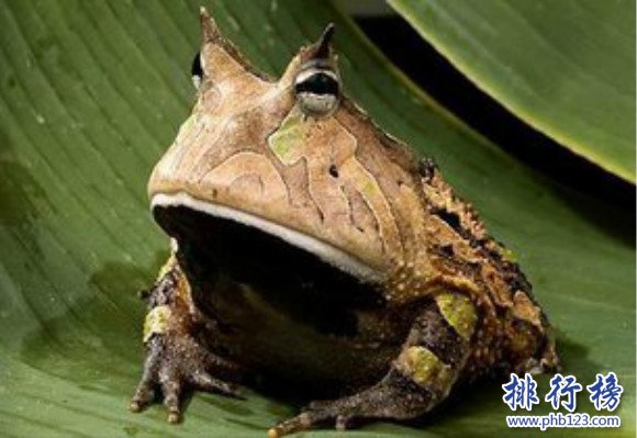 世界上唯一長角的青蛙,亞馬遜角蛙（一張大口吃四方）