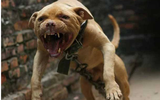 世界十大鬥犬排名第一最強悍兇猛看著都怕  