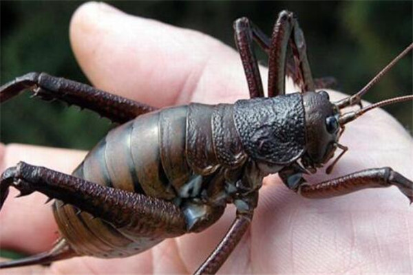 世界十大奇特的昆蟲 葉蟲好像有變身的能力，第四像外星人